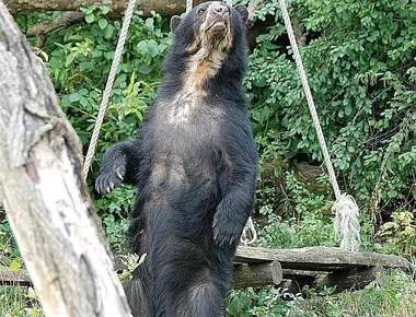 bear winter