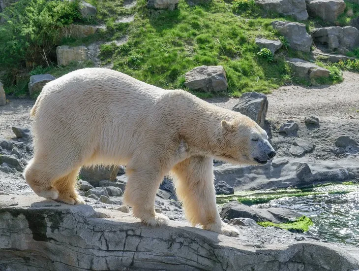 bear winter