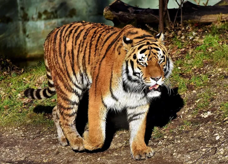 tiger