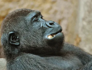 Western lowland gorilla (Gorilla gorilla gorilla) mother feeding with baby investigating grass. Captive, France